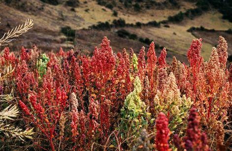 quinoa, planta
