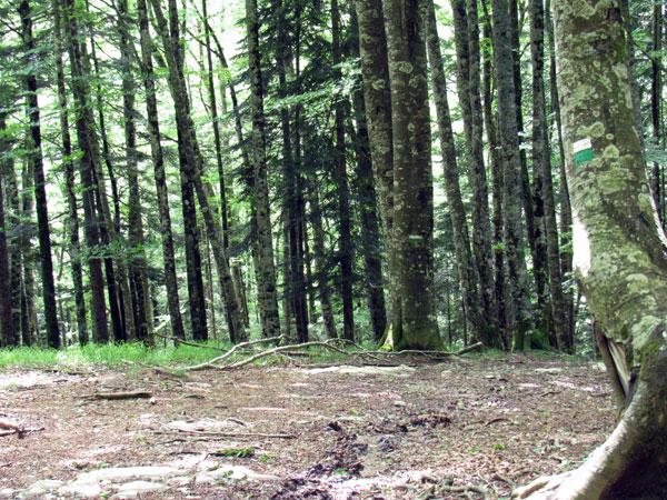 No es difícil guiarse con las marcas verdes y blancas de SL