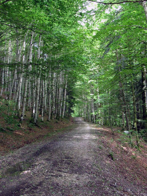 Y por aquí, derechos hacia Casas de Irati