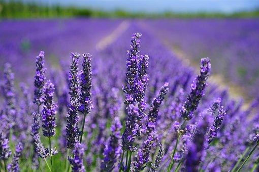 imagen de lavanda