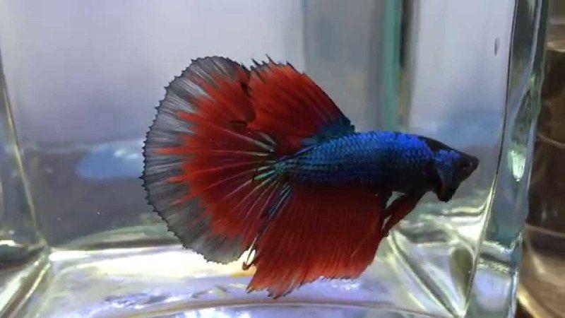 pez betta super delta