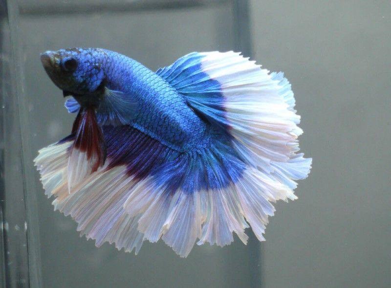 pez betta butterfly