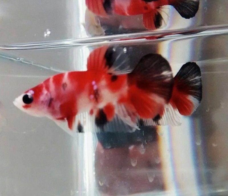 pez betta marmol koi