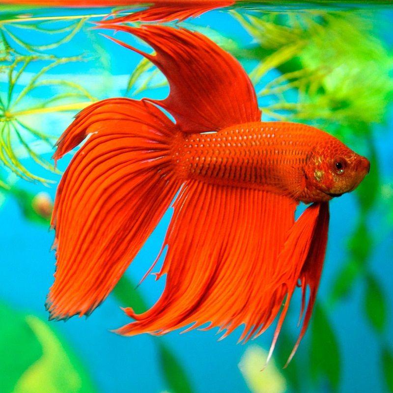 pez betta cola de velo