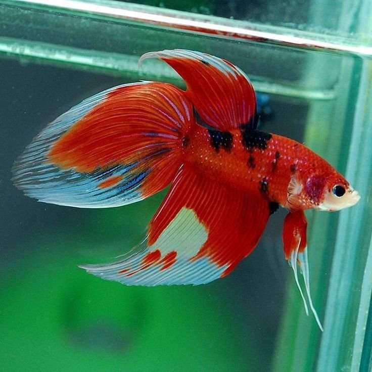 pez betta cola de espada