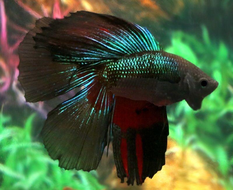 pez betta doble cola