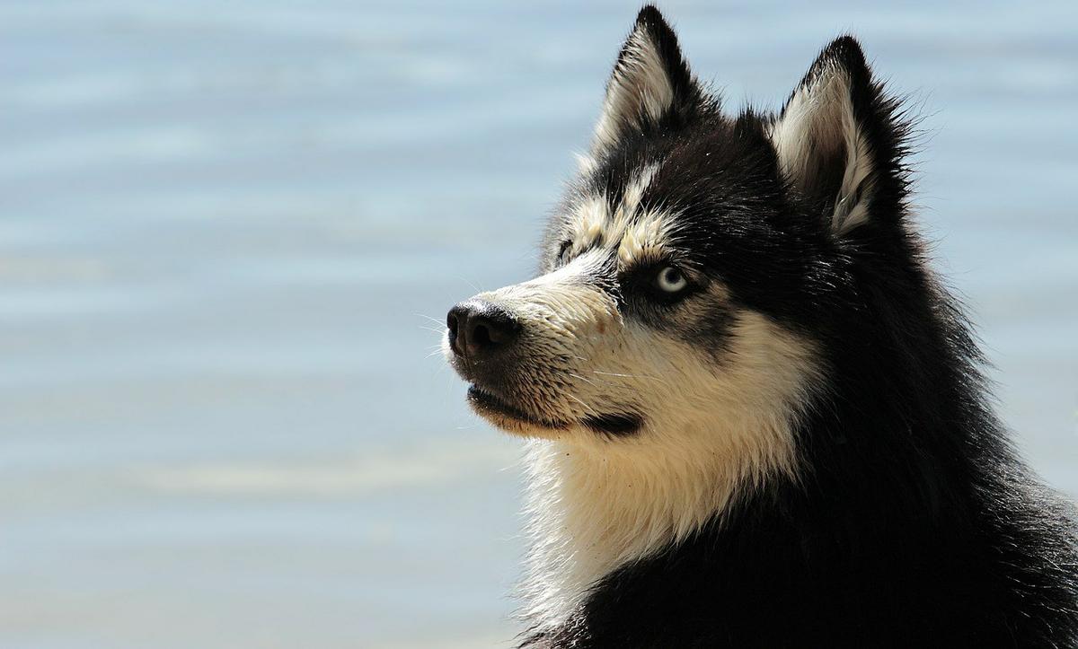 Husky los animales más peligrosos