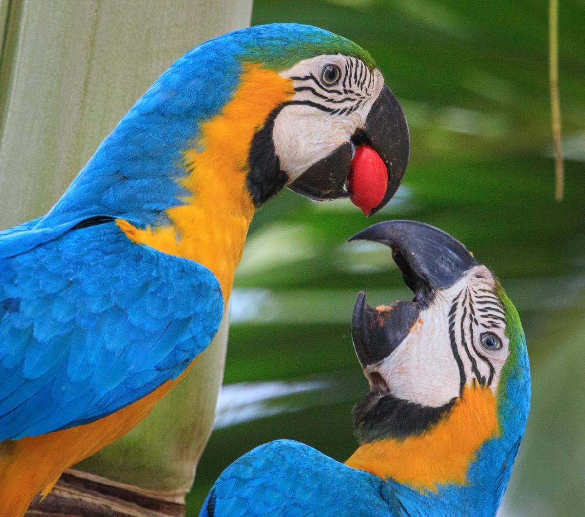 Loros Jugando
