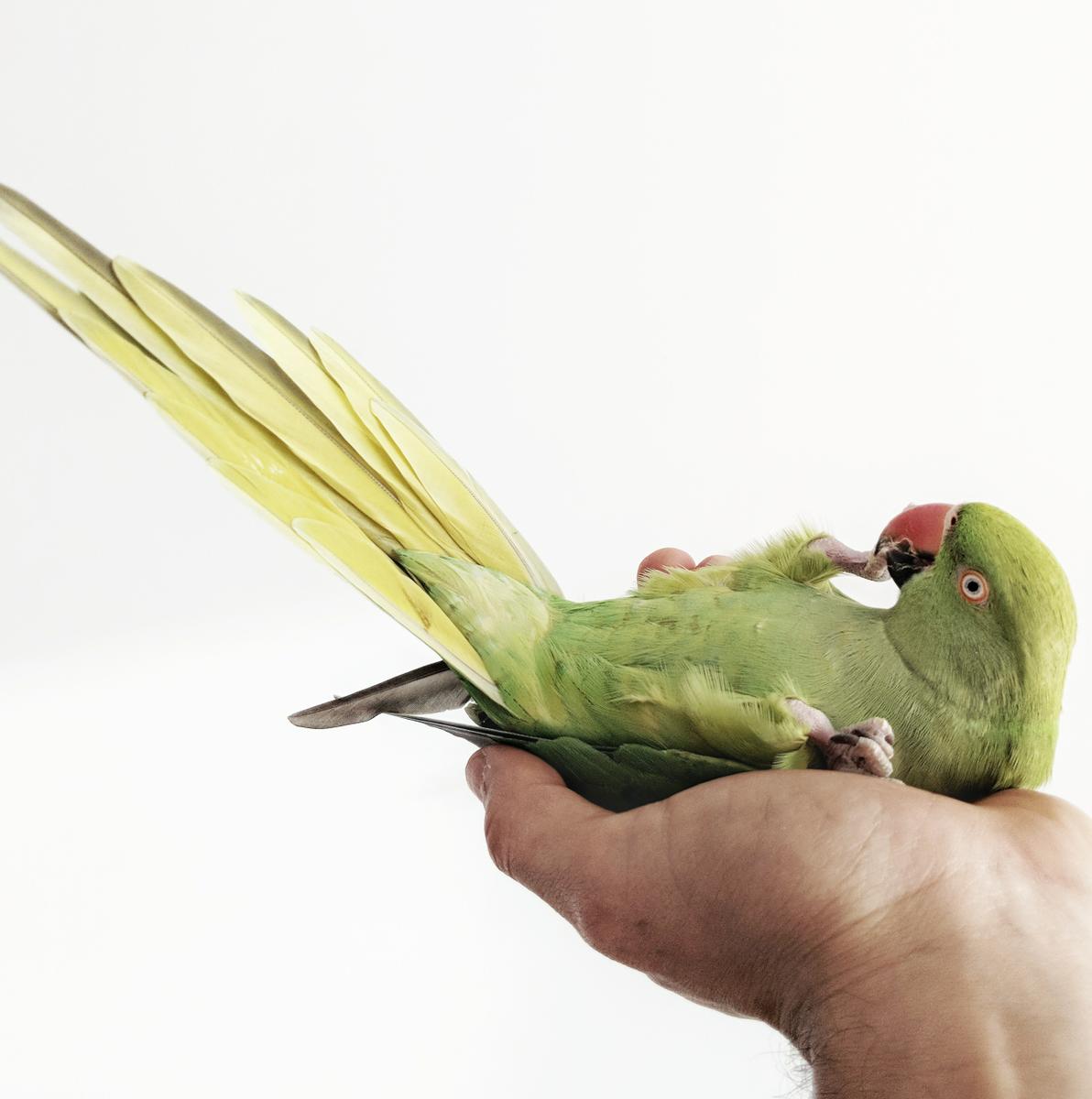 Loro pequeño juguetes