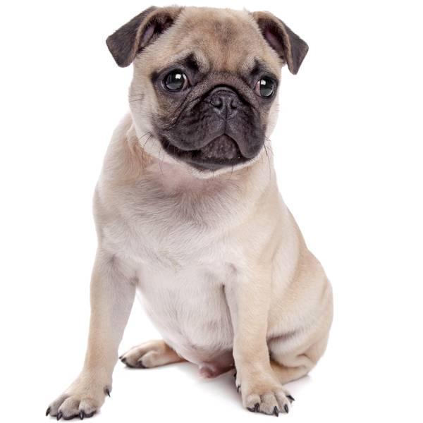 razas de perros con peor olor