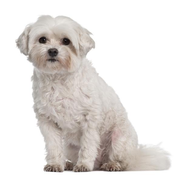 razas de perro para apartamentos