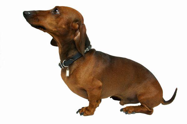 razas de perros más populares