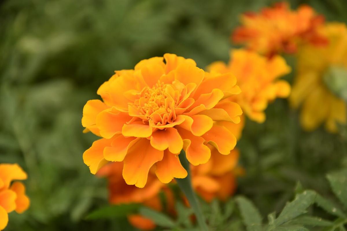clavel naranja en una planta las flores mas bonitas del mundo
