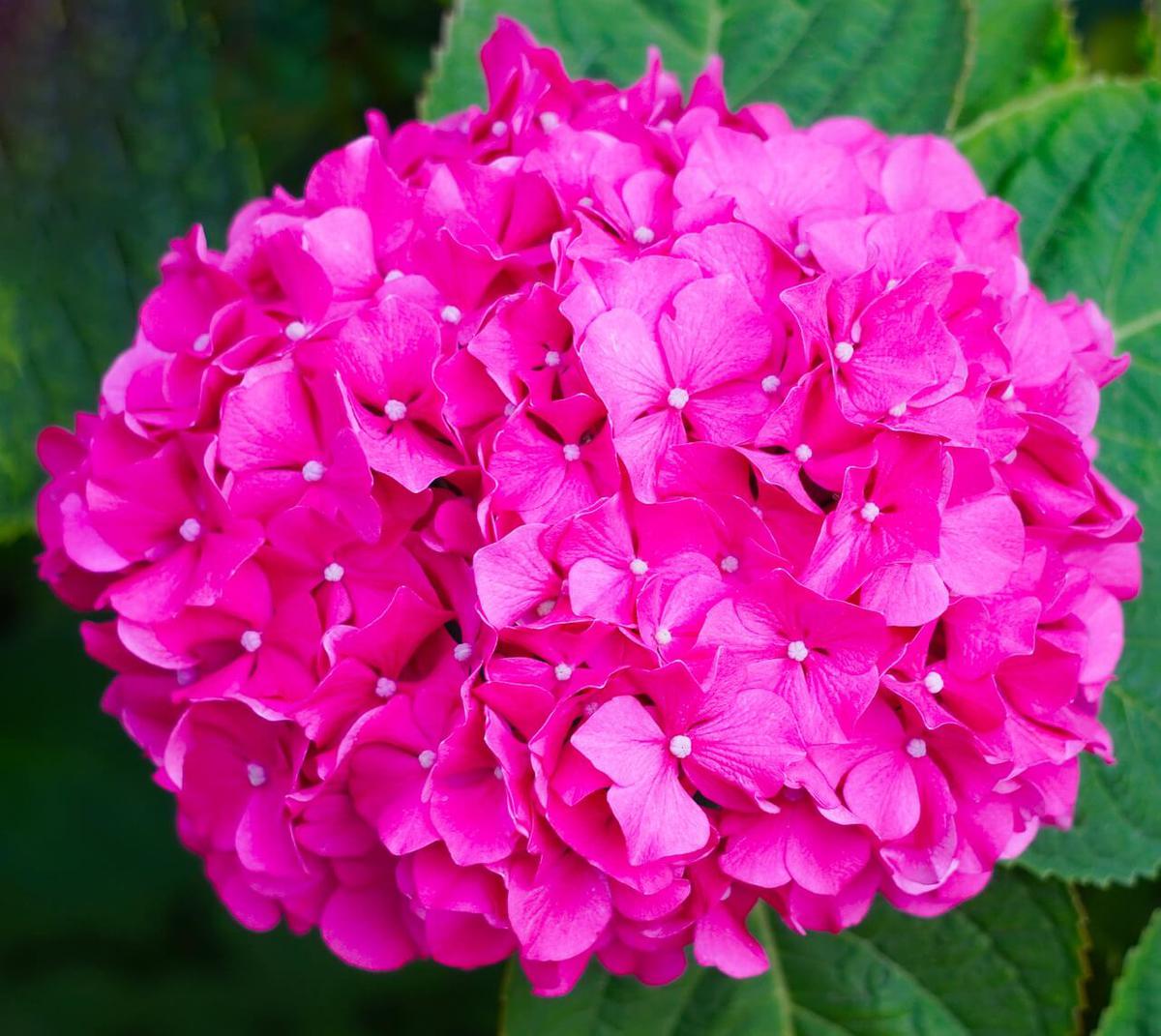 hortensia rosa