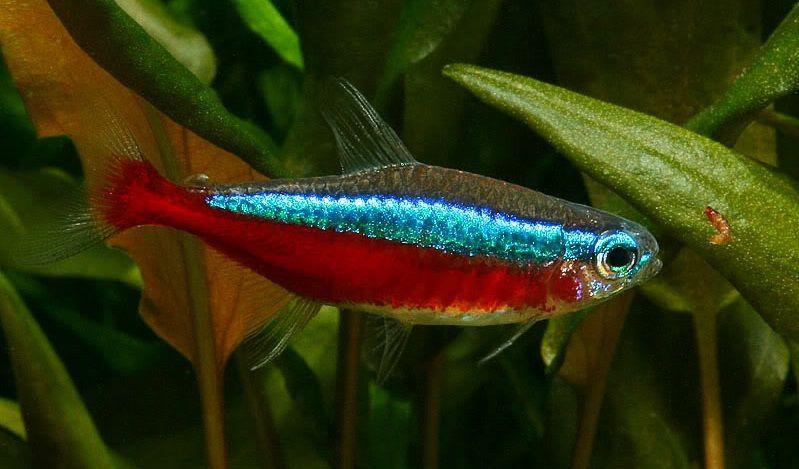 Pez Cardenal, Tetra Cardenal