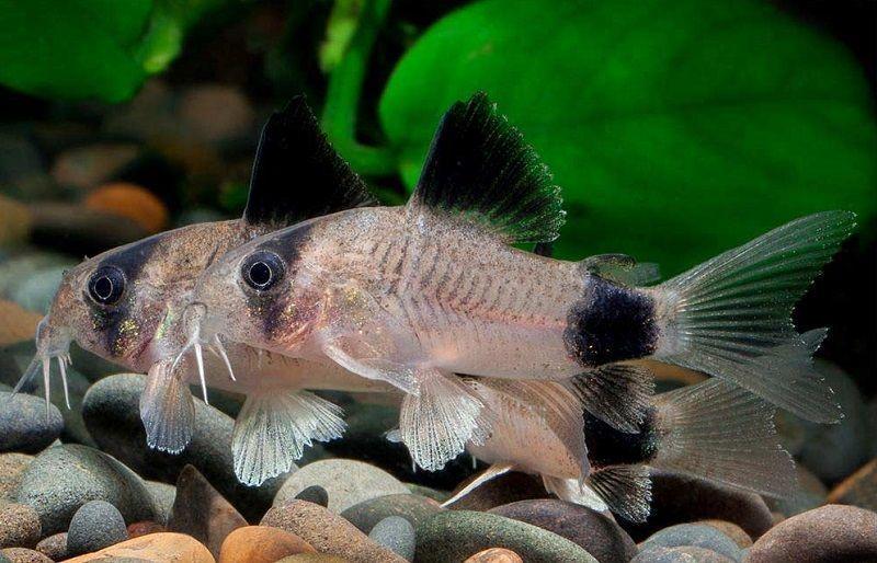 Corydoras Panda