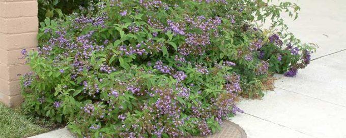 Heliotropo para el jardín