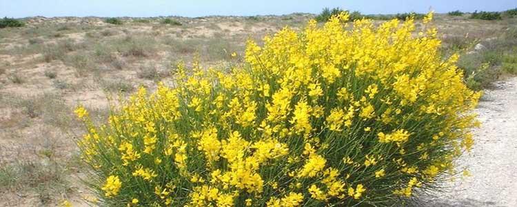 spartium junceum en camino