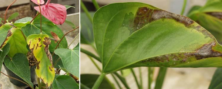 Xanthomonas en anthurium