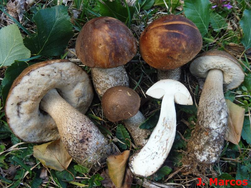 Leccinum scabrum. Crédito: Javier Marcos
