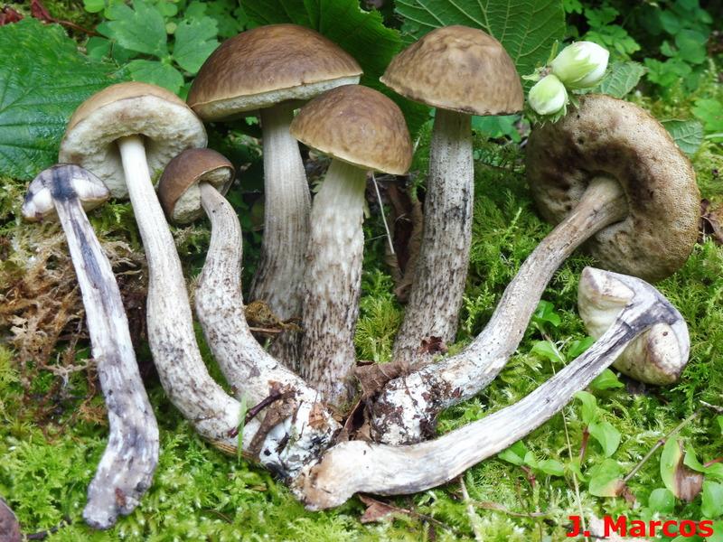Leccinellum pseudoscabrum. Crédito: Javier Marcos