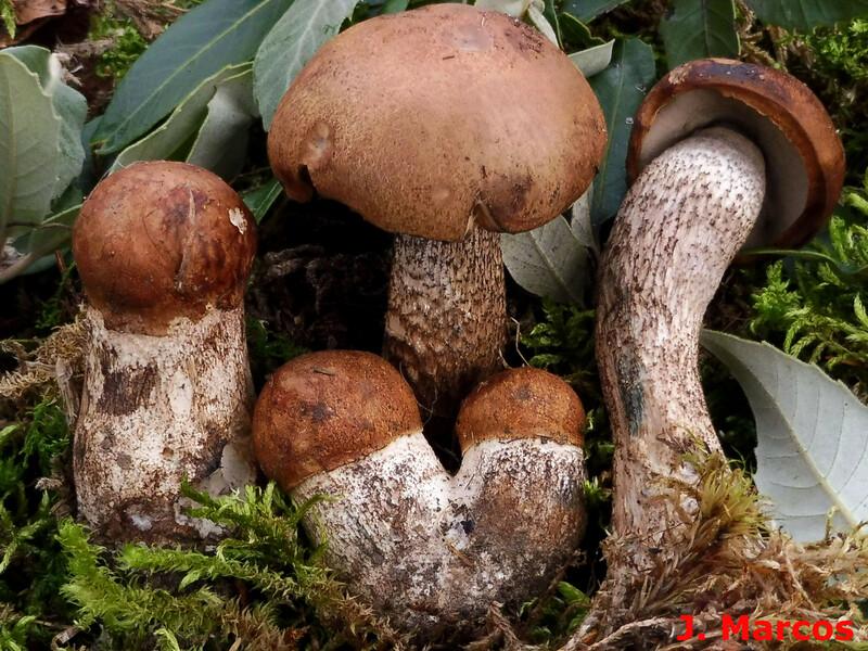 Leccinum aurantiacum. Crédito: Javier Marcos