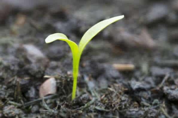 compost casero