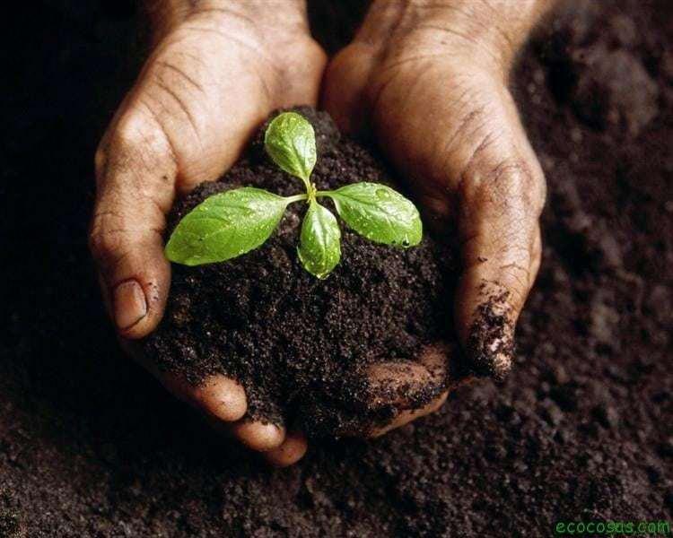 compost