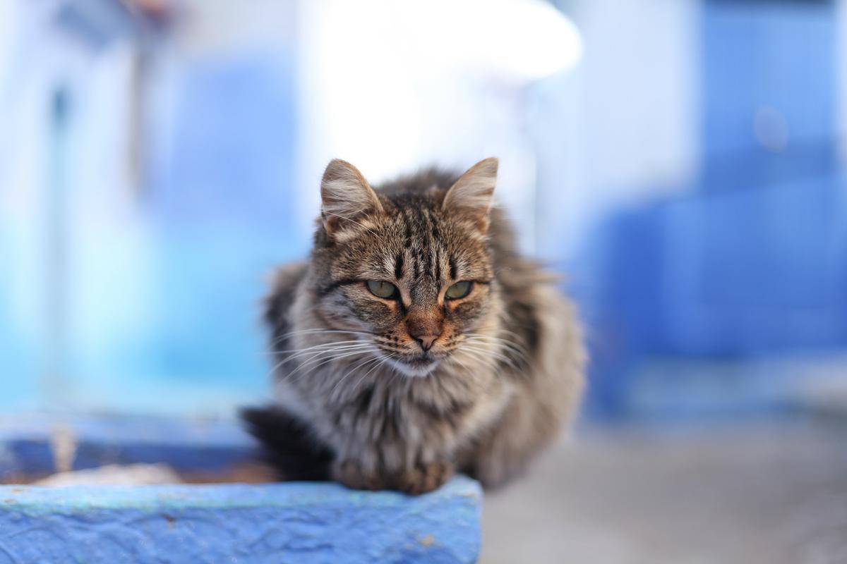 Gato en Marruecos