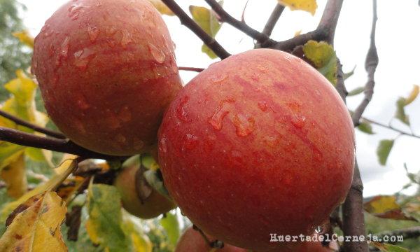 manzanas en árbol elstar