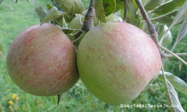 Manzanas creciendo