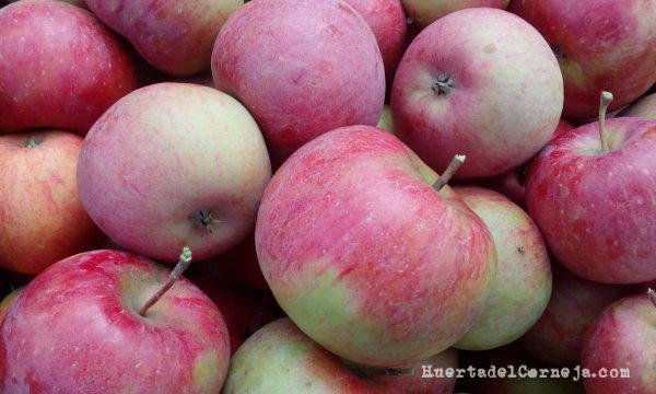 Las manzanas elstar recubiertas de pruina