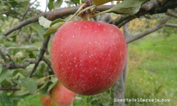 Manzanas Elstar