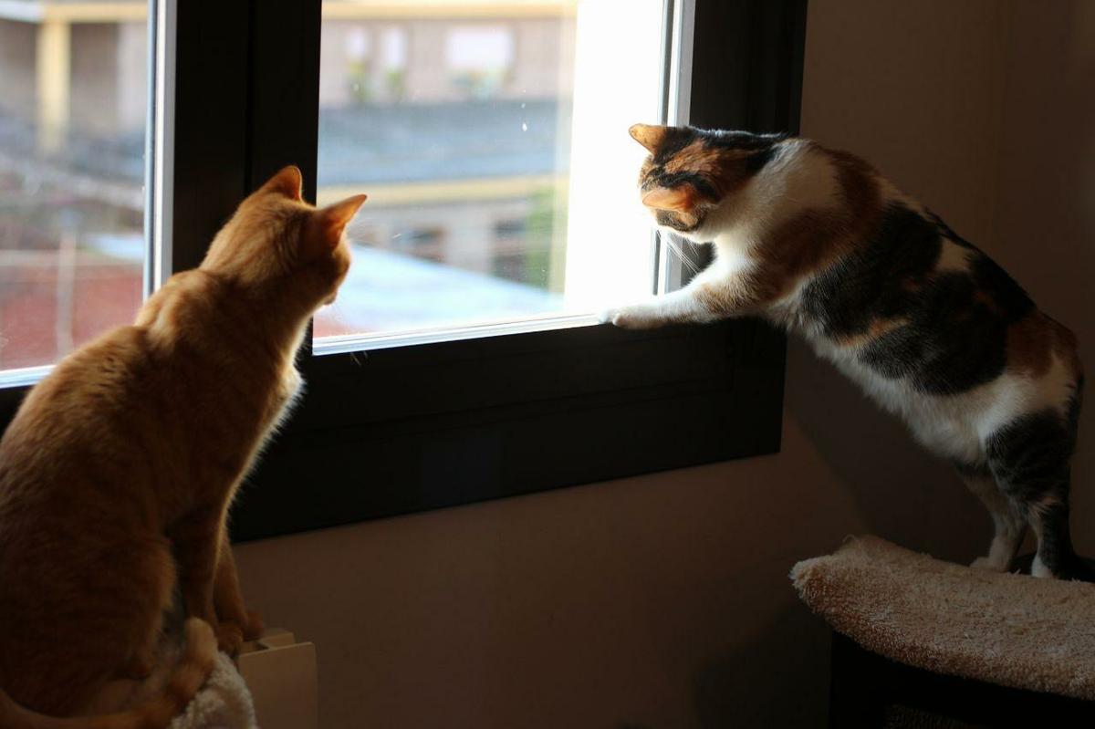 gatos en ventana