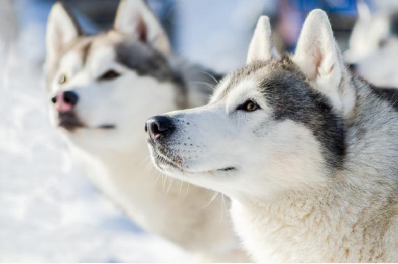 Huskys siberianos