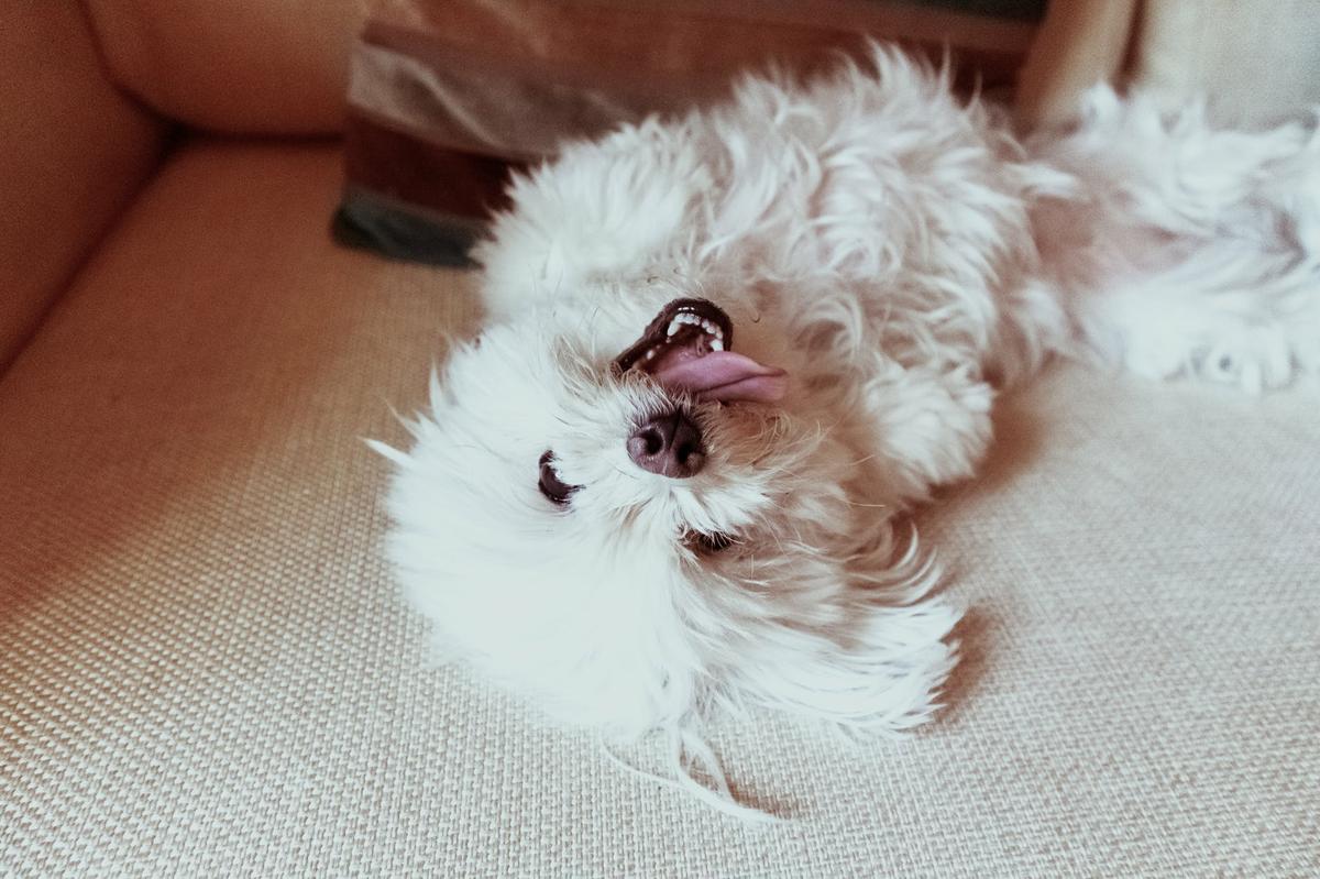 manchas en el abdomen del perro