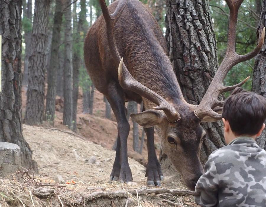 Niño dando algo con la mano a un ciervo macho de gran cornamenta