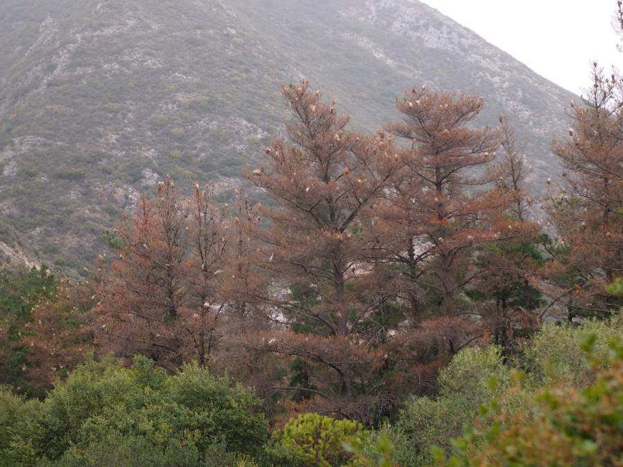 Copas de pinos completamente comidas y plagadas de nidos de procesionaria