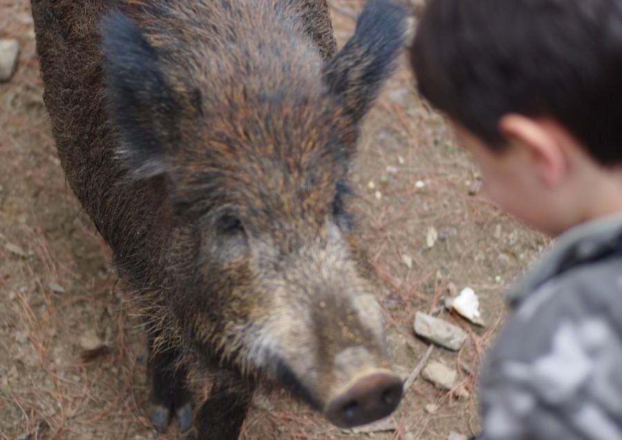 Jabalí mirando a un niño para que le de de comer