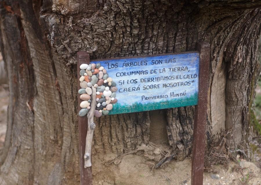Mensaje ecoclogista debajo de un castaño