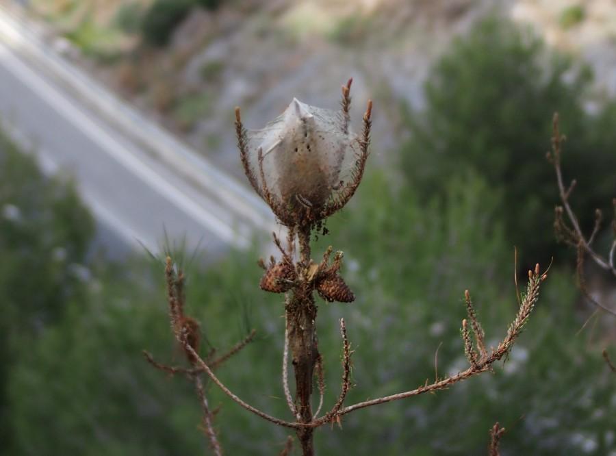 Nido de oruga procesionaria en la Eco reserva de Ojén