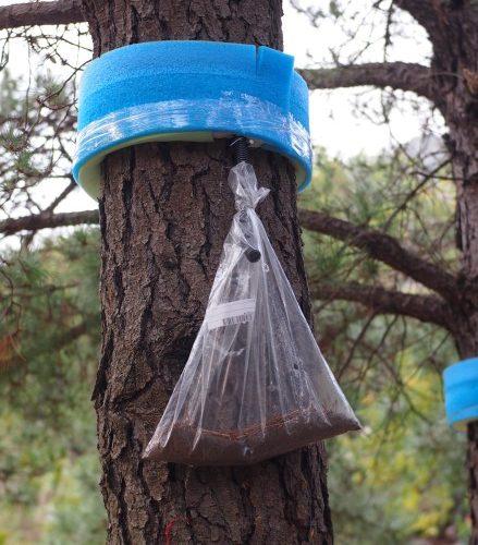 Trampas para oruga procesionaria hechas con espuma y un tubo y pegadas al tronco de un árbol