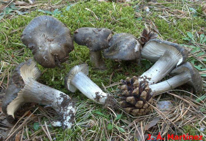 Hygrophorus camarophyllus s.l. Crédito: José Ángel Martínez