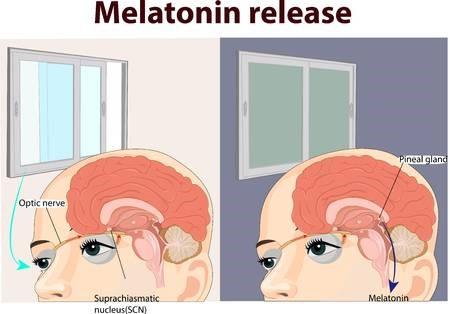 la melatonina mejora nuestro ritmo de sueño
