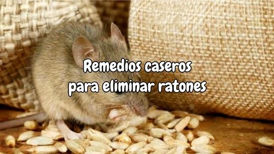 Remedios caseros para eliminar ratones