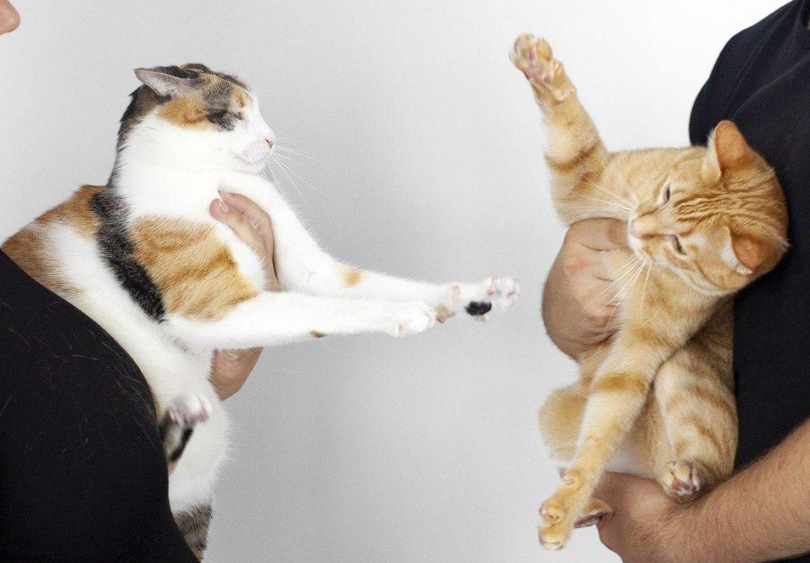 gatos peleándose