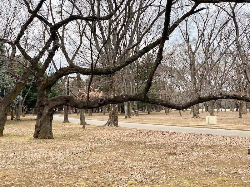 parque yoyogui