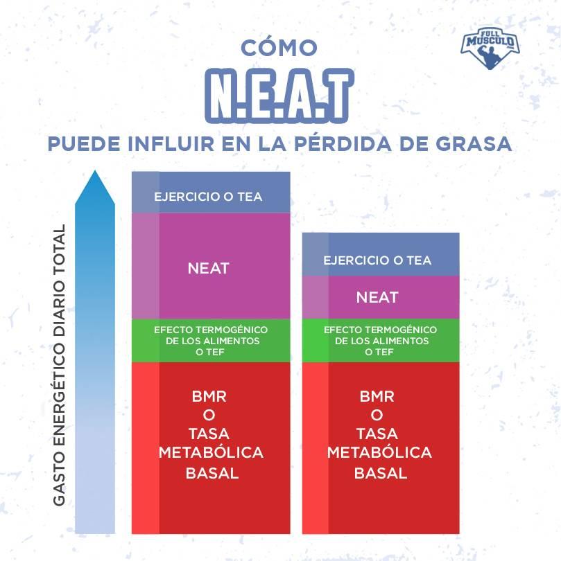 NEAT Y la Perdida De Grasa