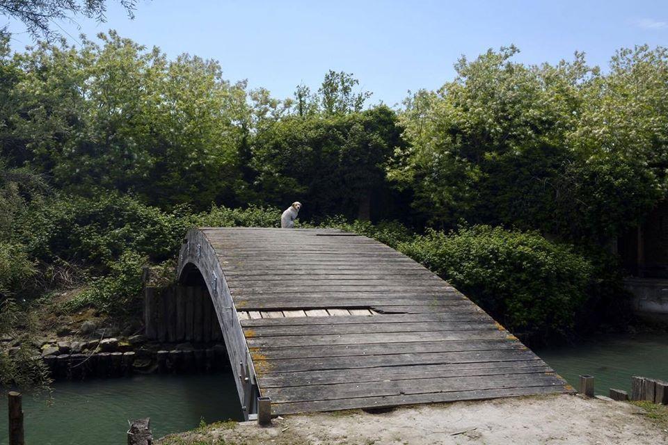 Puente en la isla de Poveglia