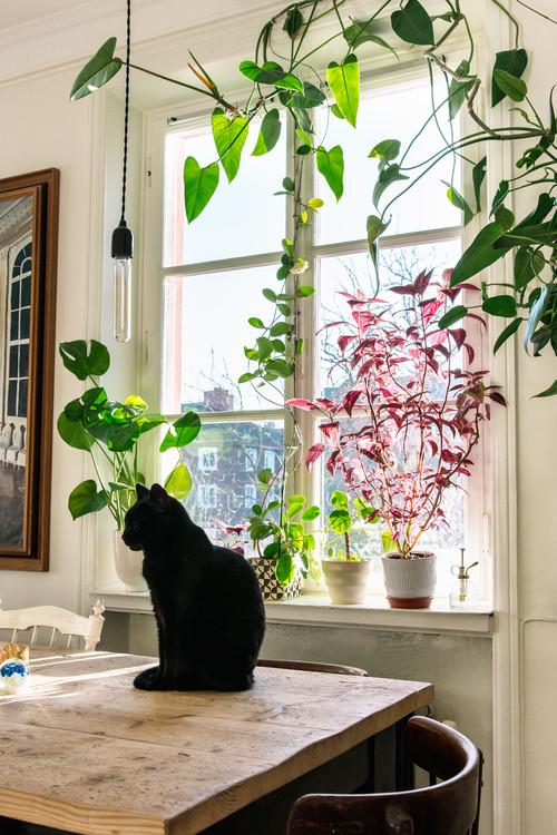 plantas en casa- hogar feliz